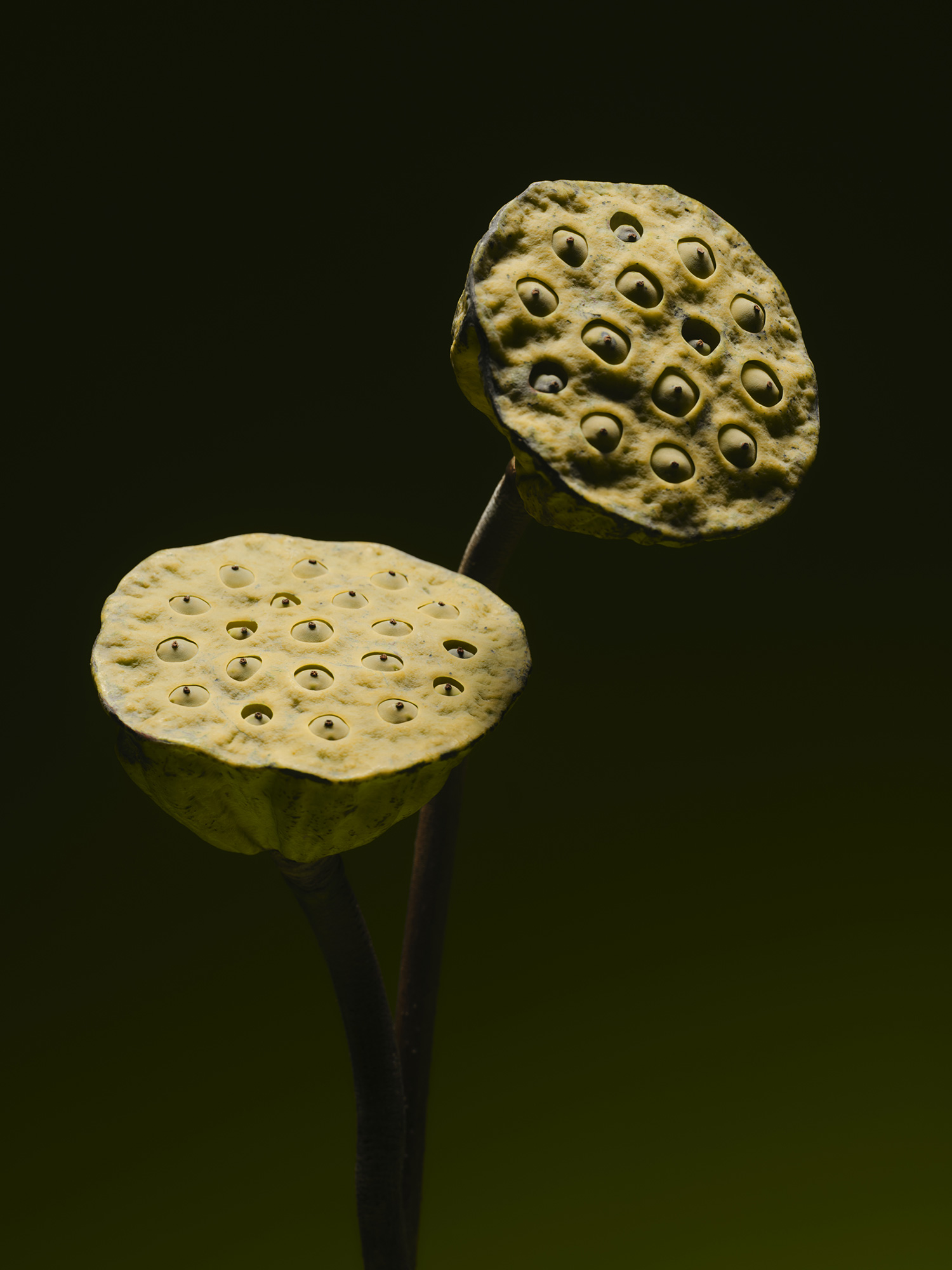 Campaign 27 87, 2024