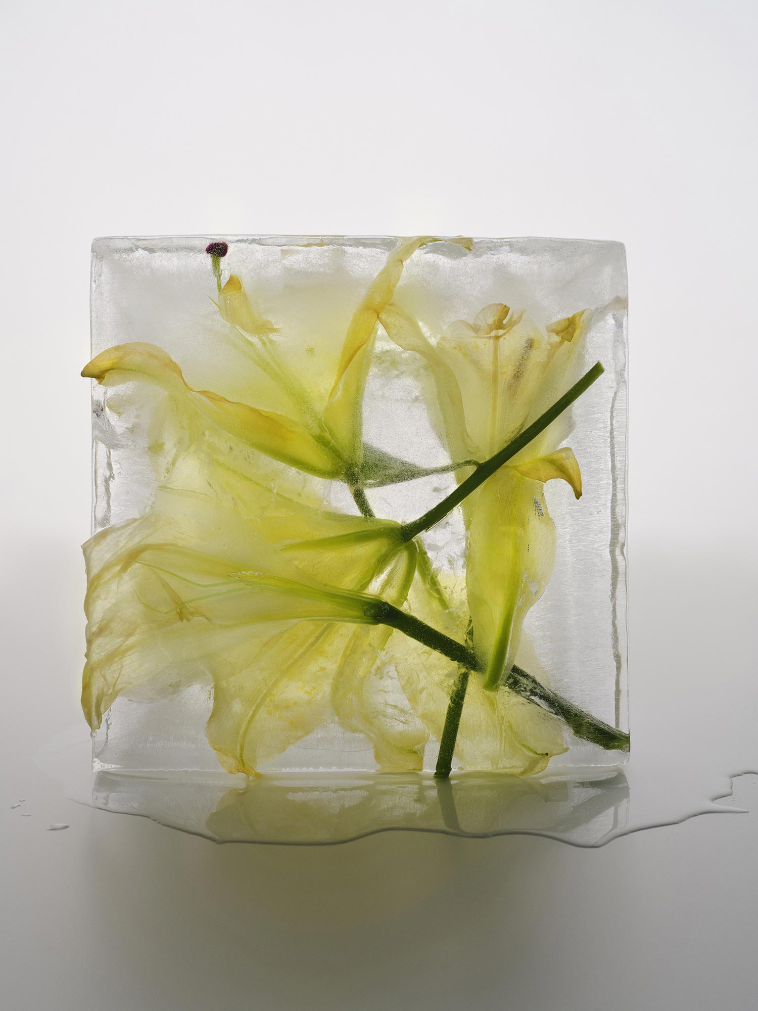 Campaign Zurich, Berlin 2025